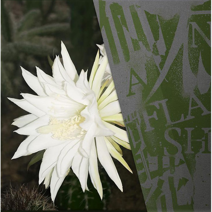 仙人掌花